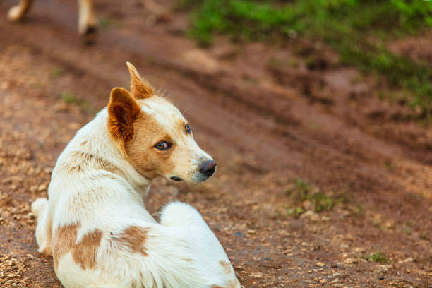 chien errant regardant la caméra alors qu’il est allongé dans la terre - vavau islands photos et images de collection