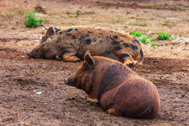 cochons errants pondant dans la boue - vavau islands photos et images de collection