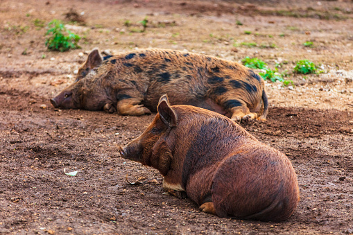 Stray pigs laying in the mud. Photographed while documenting the lifestyle in the South Pacific Islands of Tonga.