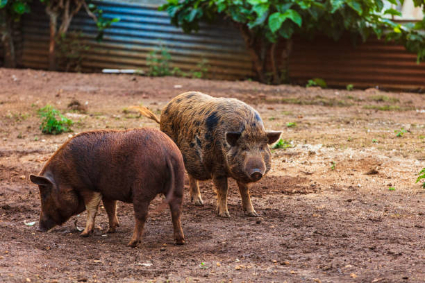istock Stray pigs standing in the mud 1694215511