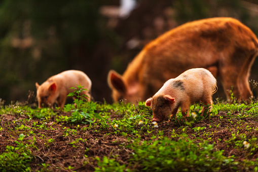 Stray piglets roaming around foraging. Photographed while documenting the lifestyle in the South Pacific Islands of Tonga.