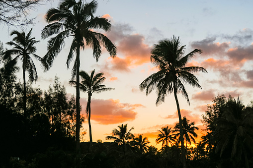 Silhouetted tropical coconut palms at sunset. Photographed while documenting the lifestyle in the South Pacific Islands of Tonga.