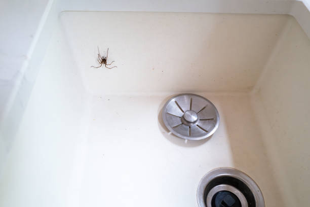 istock A sink with a metal plug guard and a house spider crawling up the side. There is slight motion blur on the moving spider. 1694218716
