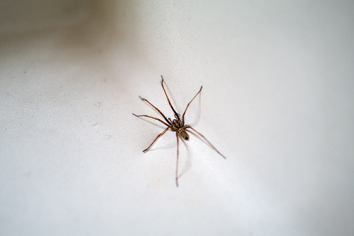 A large house spider in a wash basin sink in a home.