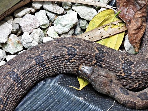 Brown Watersnake  -  close-up