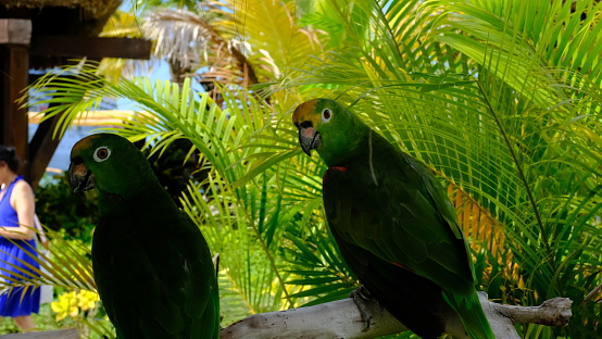 Carribean green parrots taken in Dominican Republic September 2023