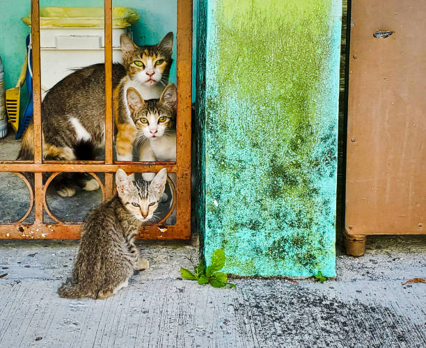 istock Tabby Cat and Kittens Looking at Camera From Doorway in Mexico 1694224327