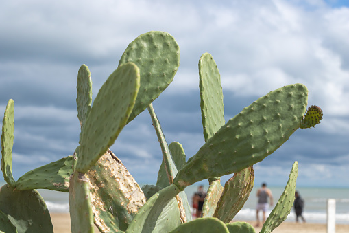 Prickly pear cactus Opuntia ficus-indica growing on the beach.