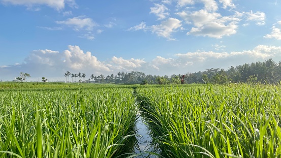 Rice field and Landscape around thai village Parangmee near Noen Maprang  in province Phitsanulok