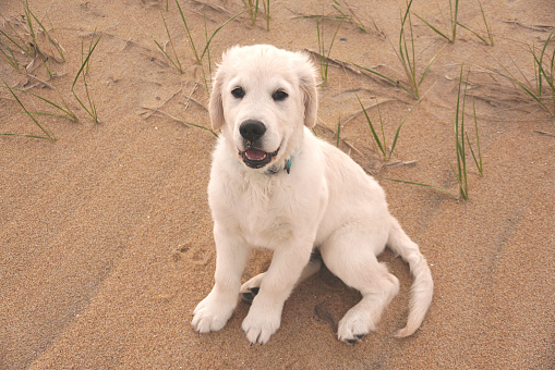 This adorable English Golden Retriever puppy is playing and swimming at the beach at the wonderful golden hour in the Outer Banks of North Carolina.