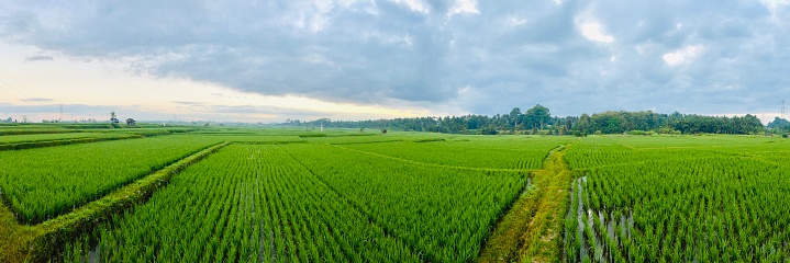 Rijstvelden bij Ubud, Bali