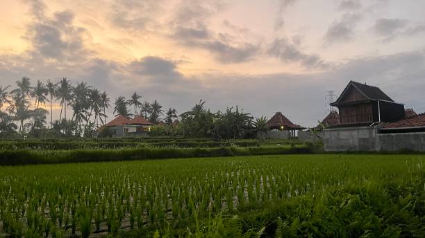 istock Rice fields at Ubud, Bali at sunrise 1694250218