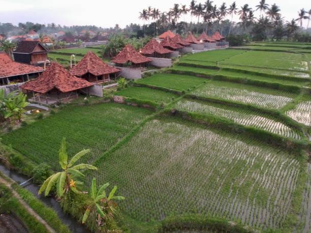 istock Rice fields at Ubud, Bali at sunrise 1694251297