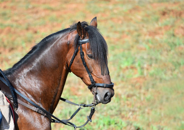 Photoshoot of my horse, Oz Al Duja in a farm, it is a thoroughbred horse