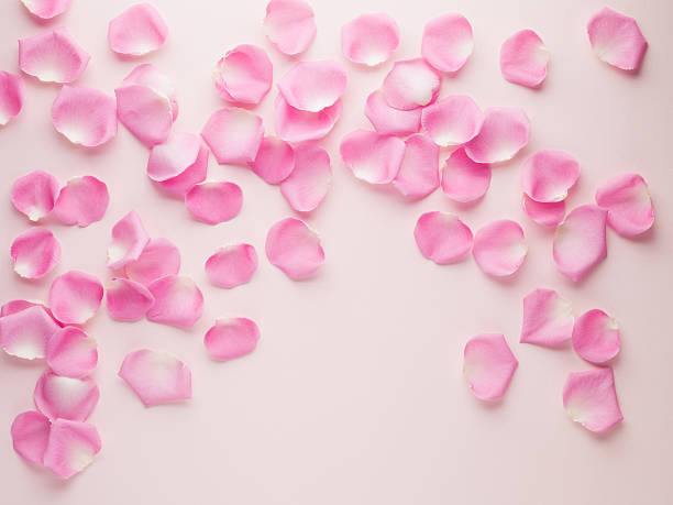 rosa petalo di rosa - petalo di rosa foto e immagini stock
