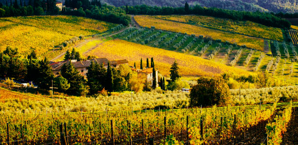 Vineyards landscape in the Chianti sub-zone of Rufina which are among the most widely recognized and exported from the Chianti region, located near the town of Pontassieve, Florence province, Tuscany