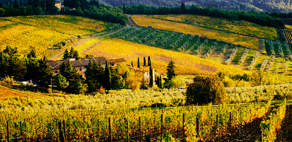 Vineyard in rolling landscape, Greve in Chianti region, Tuscany Italy.
