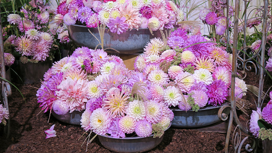 Pink, white and purple chrysantheme flowers. Floral pattern, background. greeting card, blossom nature, flower wallpaper. autumn season.