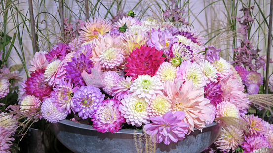 Pink, white and purple chrysantheme flowers. Floral pattern, background, greeting card, blossom nature, flower wallpaper, autumn season.