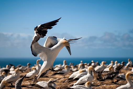 Gannet in flight at Cape Kidnappers. Hawke's Bay, New Zealand