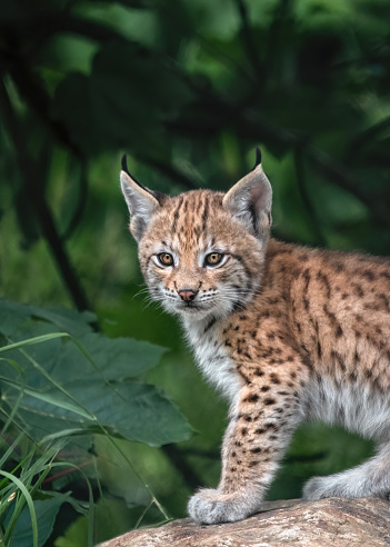 A close-up portrait of a baby lynx or kitten looking at the camera and sitting on a stone, green background