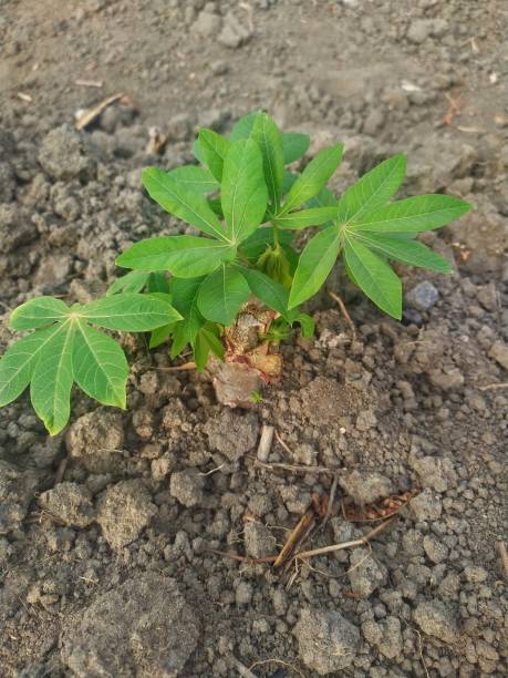 istock Young cassava plant 1694355218