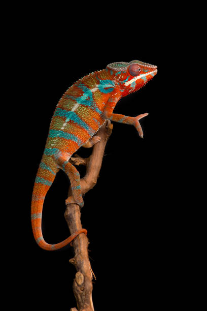 istock Red and green panther chameleon sitting on a branch on a black background 1694367331