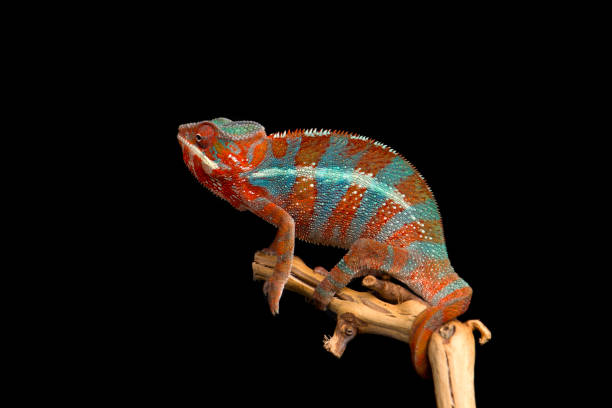istock Red and green panther chameleon sitting on a branch on a black background 1694367515