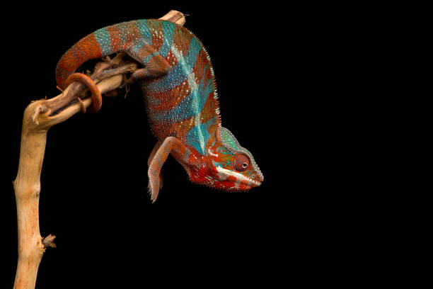 istock Red and green panther chameleon sitting on a branch on a black background 1694367520
