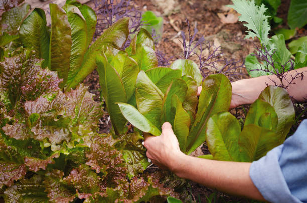 istock Harvesting lettuce leaves from the garden. 1694368591