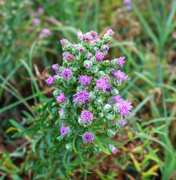 istock Purple Blazing Star wildflower 1694379948