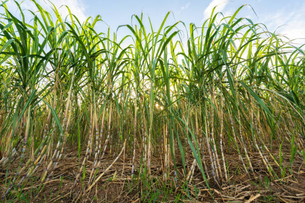 istock Sugarcane field in Miyakojima, Japan 1694448917