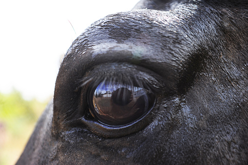 The wound on the forehead of a horse close-up