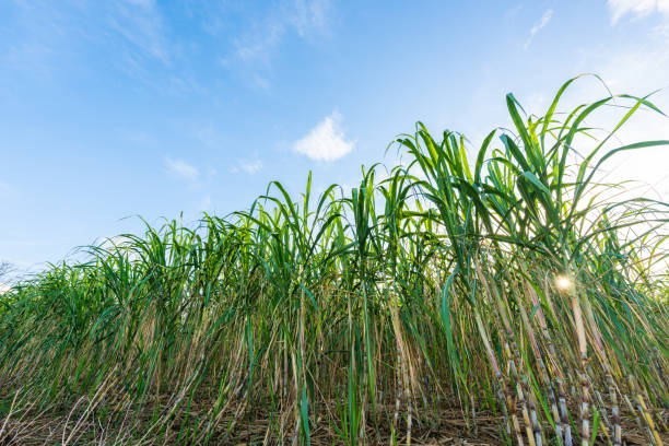 istock Sugarcane field in Miyakojima, Japan 1694451595