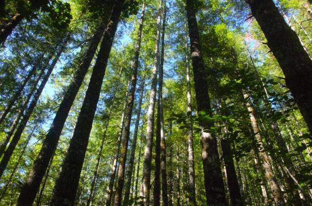istock View upwards into canopy of pine forest 1694462301