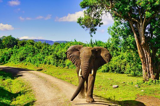 A Young Bull elephant is ready to charge on the trails in the Aberdare National Park, Kenya