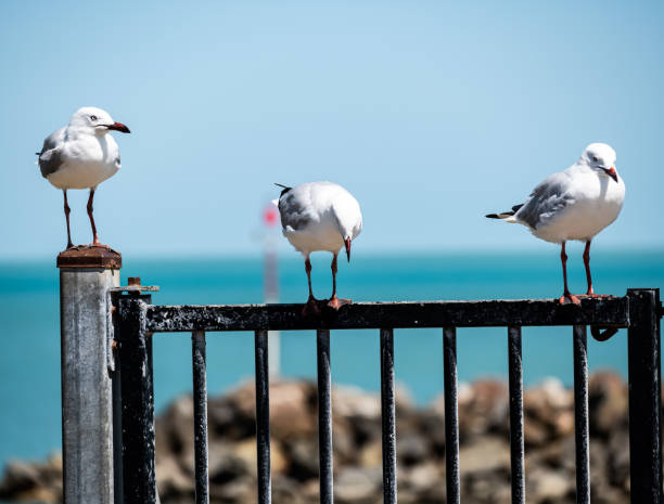 istock Three Handsome Seagull Friends on a Black Gate at the Seaside 1694486278