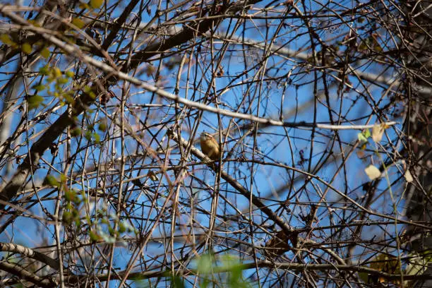 Profile of a Carolina wren (Thryothorus ludovicianus) on a branch in bramble with a blue sky in the background