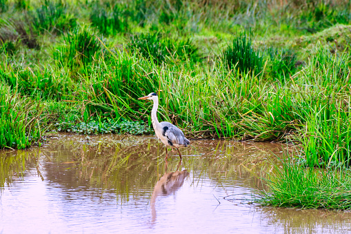 Grey Heron at the marshes near the Ark Lodge, Aberdare National Park, Kenya