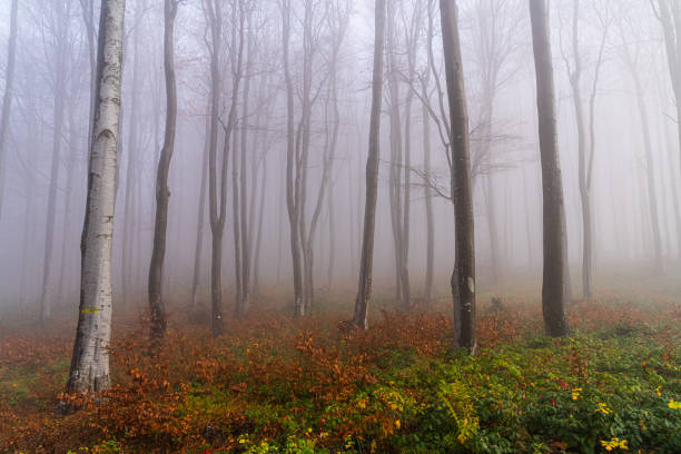istock Majestic forest landscape at sunrise. 1694497029