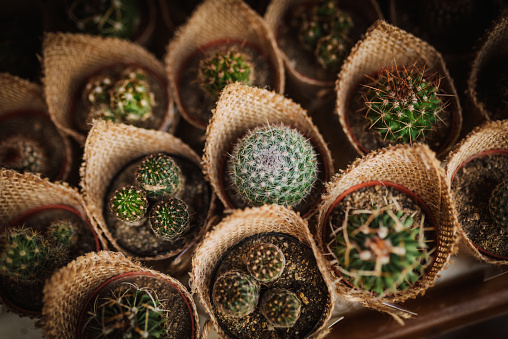 A succulent plant on a white background