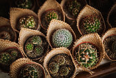 Wedding guest gifts - small cactus plants