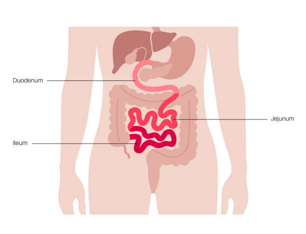 Tiny intestine poster Small intestine anatomical poster. Duodenum, jejunum and ileum in the human body. Digestive tract examination and treatment in gastroenterology clinic. Infographic for education, isolated flat vector jejunum stock illustrations