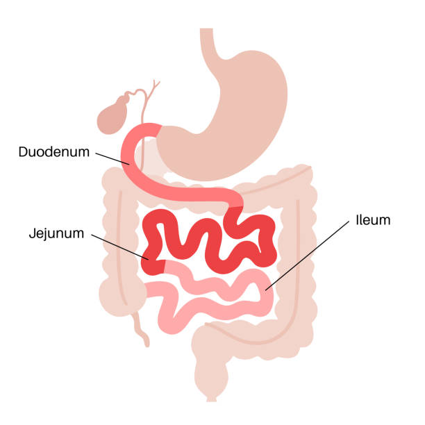 illustrations, cliparts, dessins animés et icônes de affiche sur l’intestin minuscule - intestin grêle humain