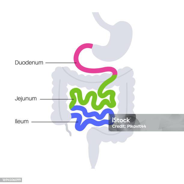 소장 포스터 창자에 대한 스톡 벡터 아트 및 기타 이미지 - 창자, 해부학, 복부 - iStock