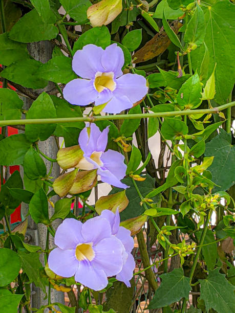 istock Thunbergail laurifolia flower 1694509390