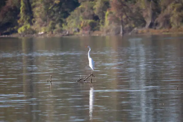 Great egret (Ardea alba) on a tree limb in shallow water