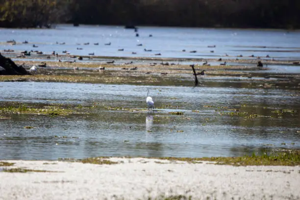 Great egret (Ardea alba) walking slowly through shallow water