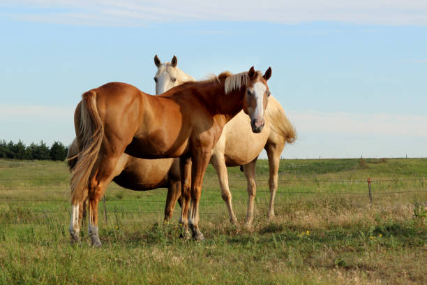 istock Sorrel Horse and Palomino horse 1694524982