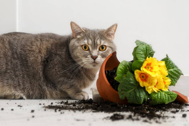 istock Cute cat and broken flower pot with primrose plant on floor 1694530409